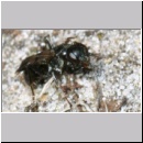 Dipogon subintermedius - Wegwespe w09b 7mm Sandgrube Niedringhaussee-det.jpg